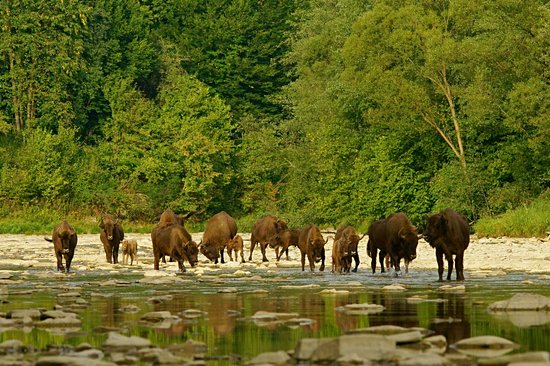 Parc national de Bieszczady