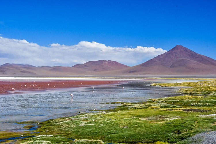 Laguna Colorada - Bolivie 2