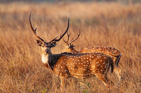 Parc national de Kanha