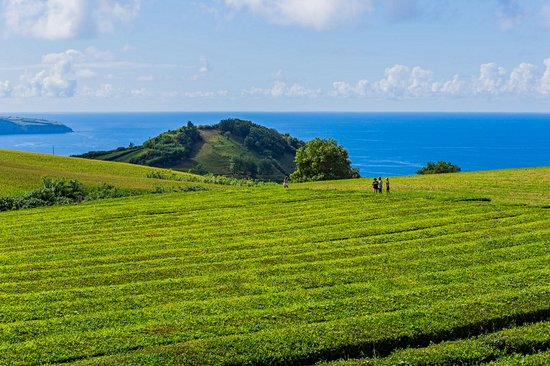 Plantation de thé Gorreana Cha