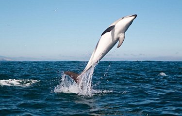 Dauphins sur les côtes de Kaikoura