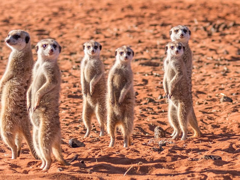 Désert du Kalahari