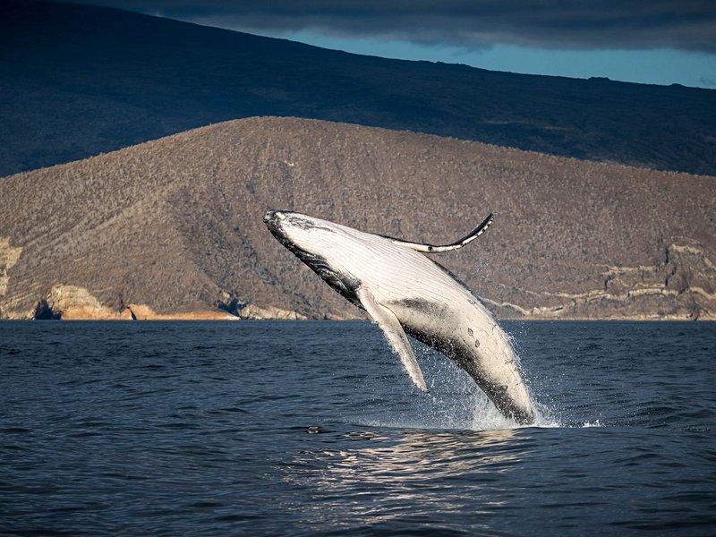 Îles Galápagos