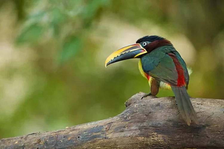 10. Parc national du Pantanal - Brésil 2