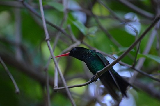 Rocklands Bird Sanctuary