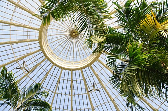 Jardin botanique de New York