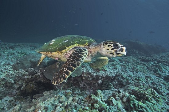 Daymaniyat Islands Nature Reserve