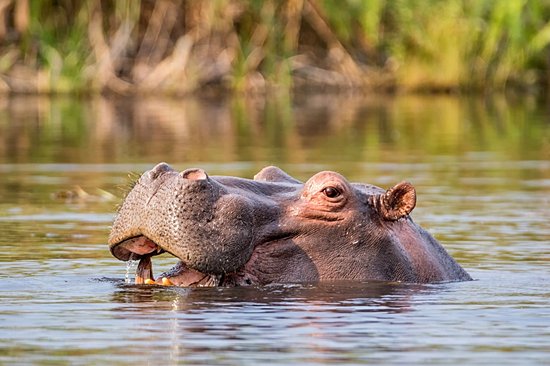 La bande de Caprivi