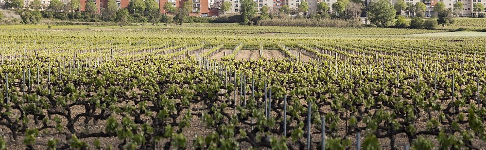 Vilafranca et le vignoble du Penedès