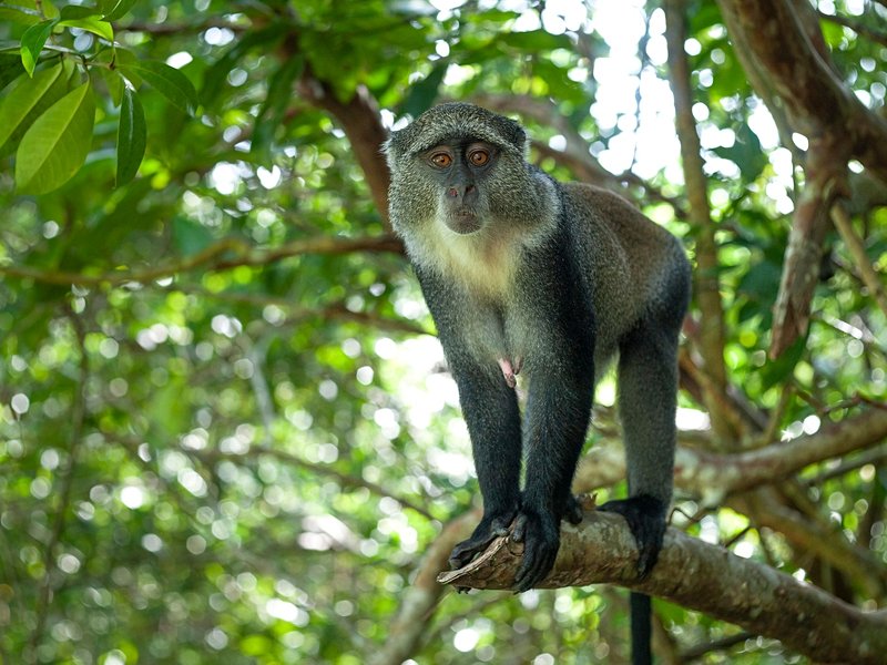Le coeur de Mafia island