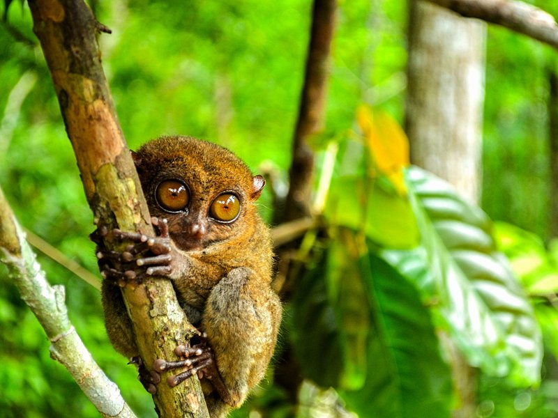 Observer les tarsiers à la Tarsier Sanctuary