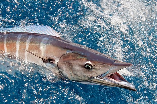 S'initier à la pêche au gros