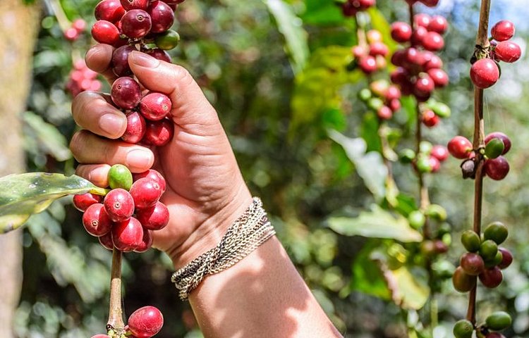 Un café reconnu mondialement pour son côté puissant et aromatique avec paraît-il une petite note de chocolat en arrière-goût. Vous prendrez bien une tasse ?