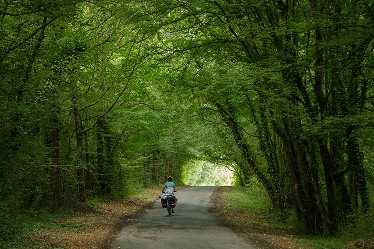 Les forêts de Sologne