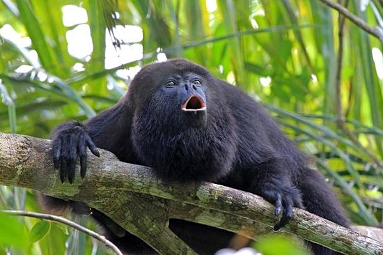 Explorer la jungle à la rencontre des singes hurleurs