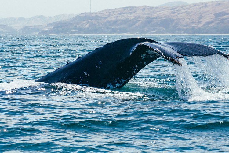Observer les baleines