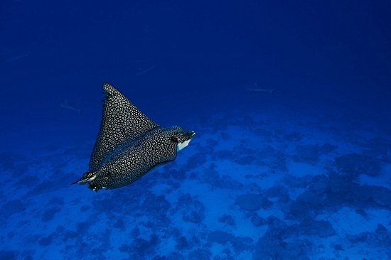 Lagon de Rangiroa