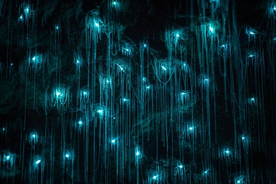 Caves de Waitomo
