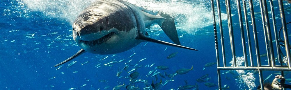 Isla Guadalupe