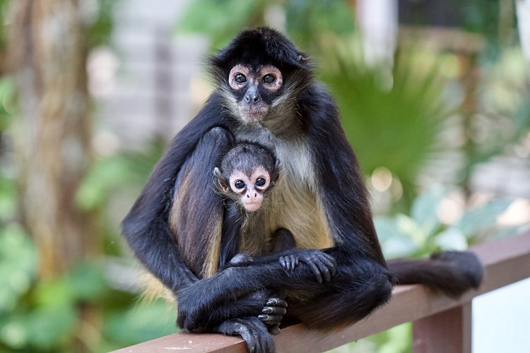 Les singes araignées