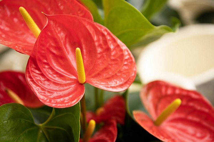 Anthuriums