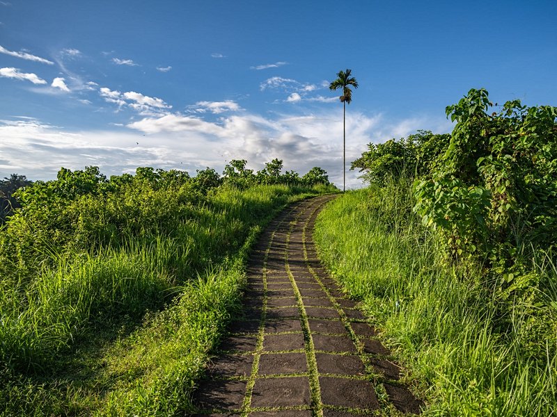 Campuhan Ridge Walk