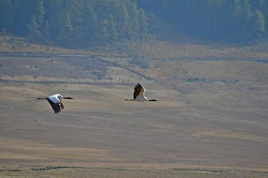 Observer les oiseaux