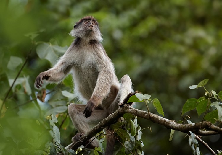 A la recherche des chimpanzés dans le Parc de Kibale