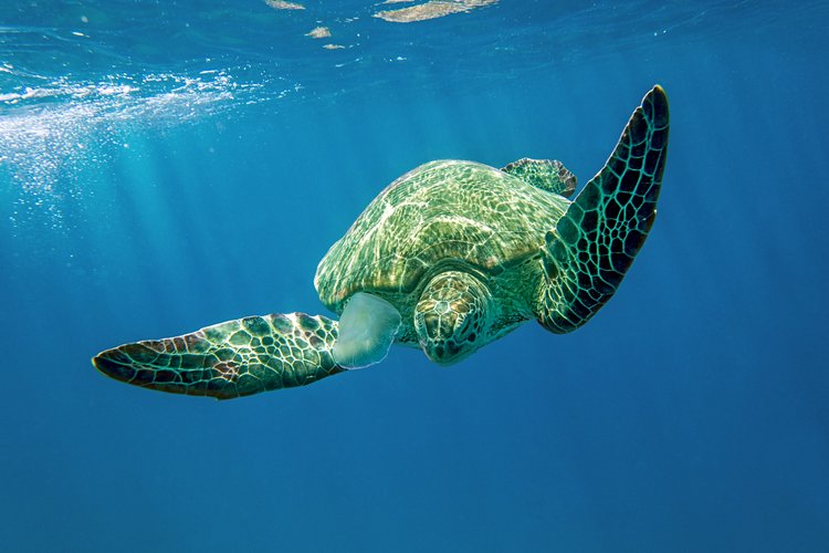 La Tortue Carette