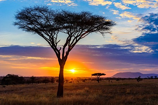 Parc national du Serengeti