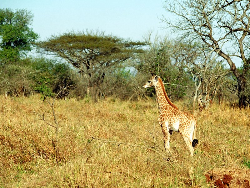 Mkhaya Game Reserve