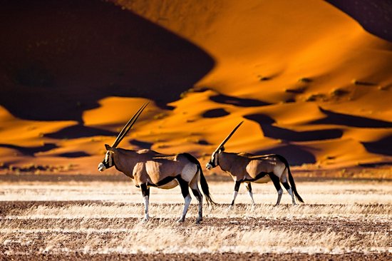 Désert de Sossusvlei
