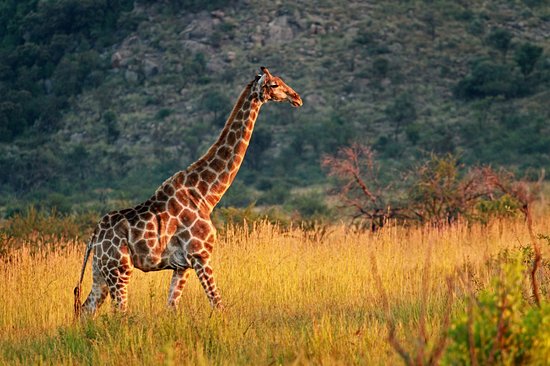 Réserve de Pilanesberg