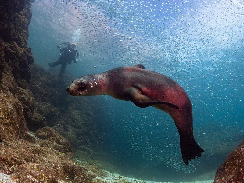 Faire du snorkeling avec les otaries