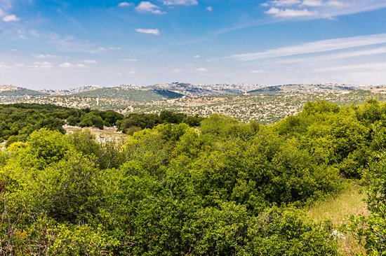 Réserve forestière d'Ajlun