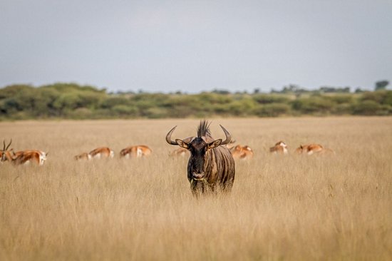 Central Kalahari Game Reserve