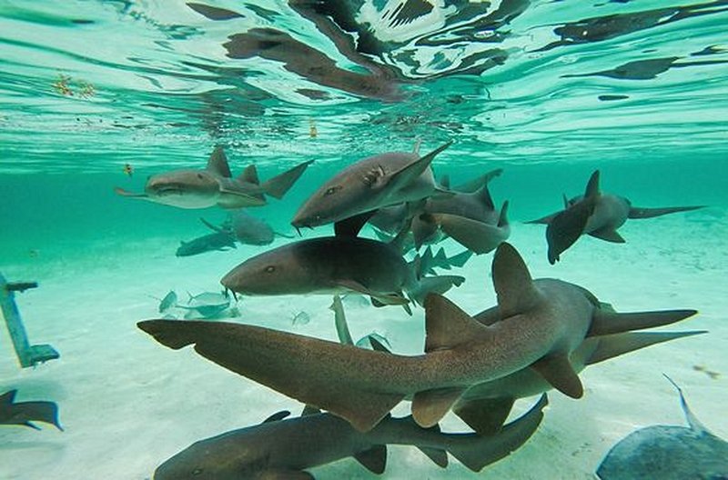 Nager avec les requins nourrices