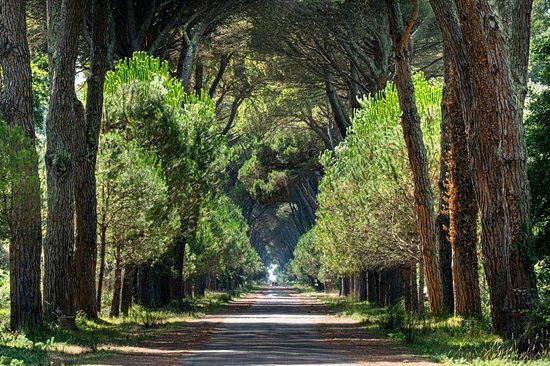Parco Regionale Migliarino San Rossore