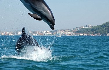 Dauphins à Sado