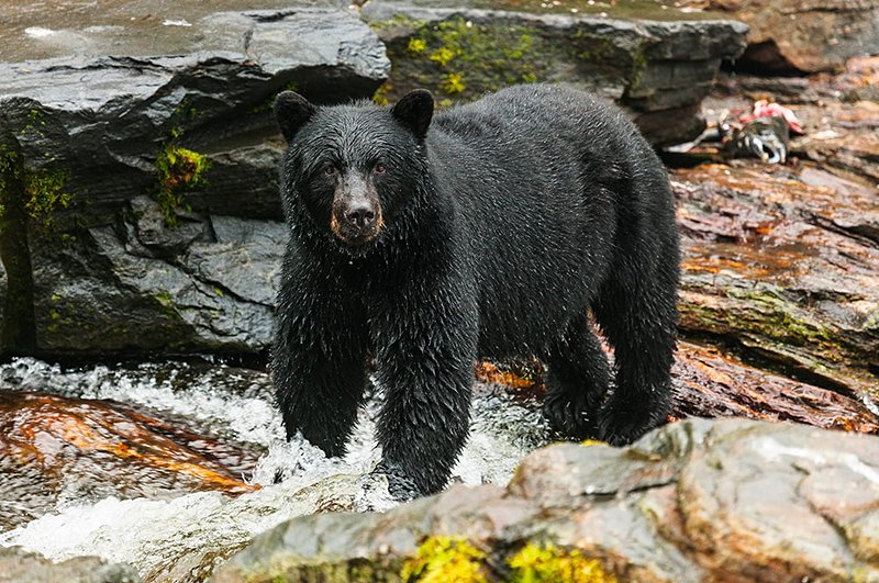 Observation guidée des ours