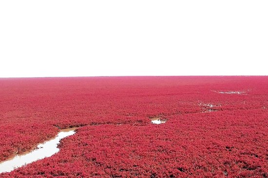 Plage rouge de Panjin