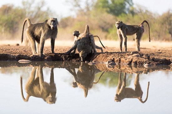Mashatu Game Reserve