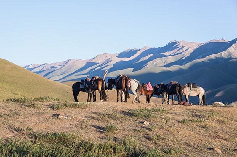 Galoper à travers les steppes