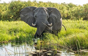 La faune dans le delta de l'Okavango