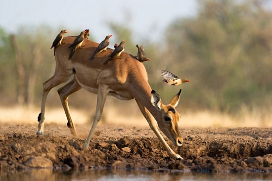 Mashatu Game Reserve