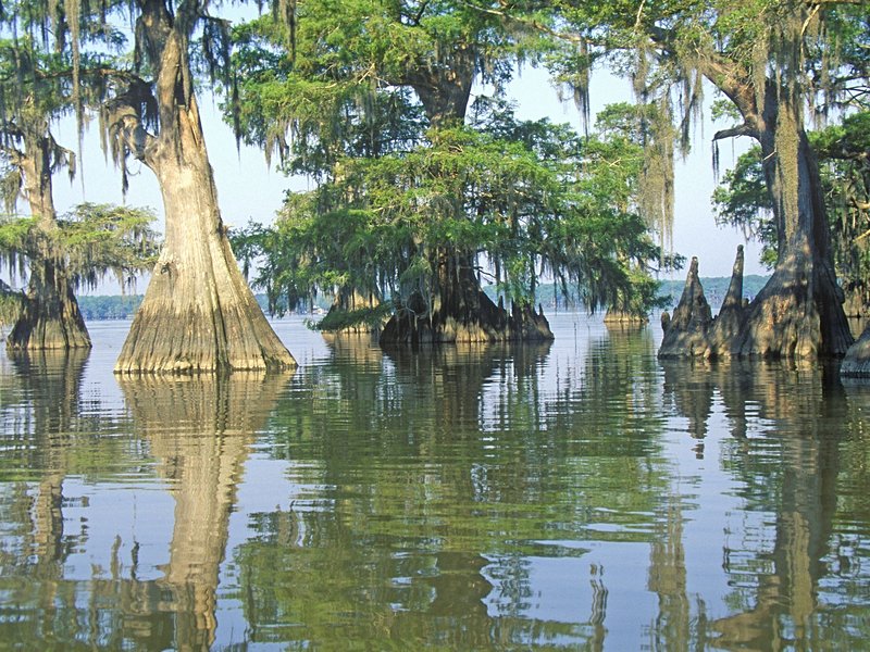 Le pays cajun