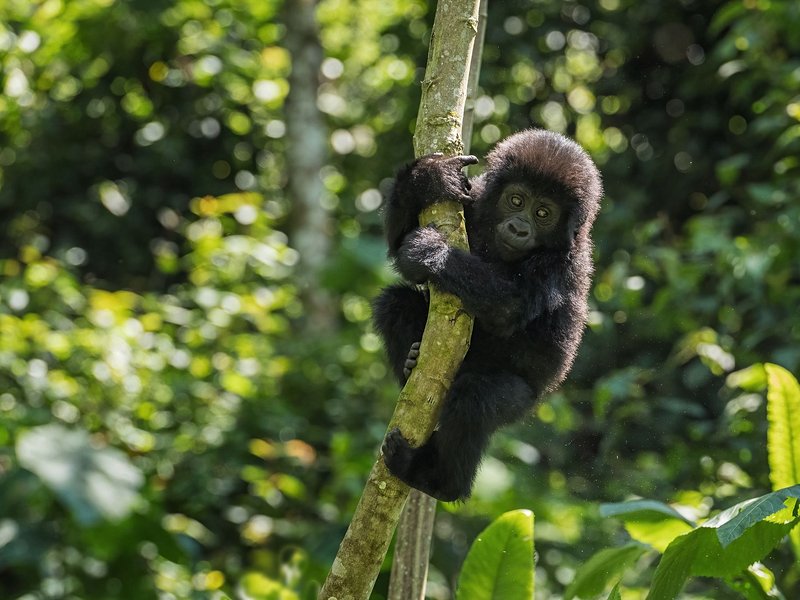 Parc de Bwindi