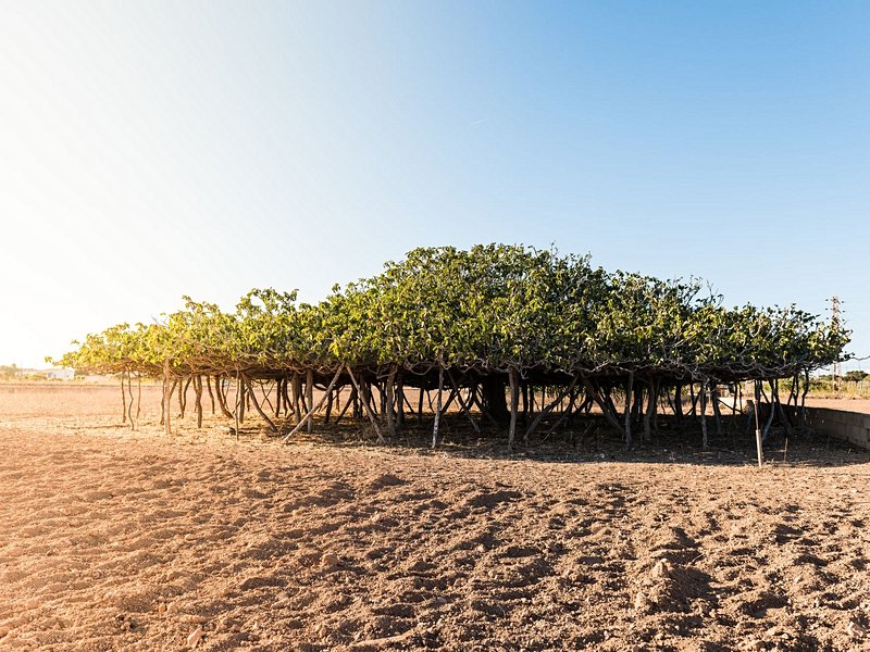 Des arbres surprenants