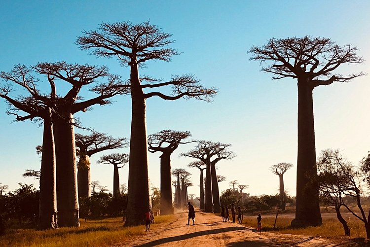 L'allée de baobab de Morondava 2