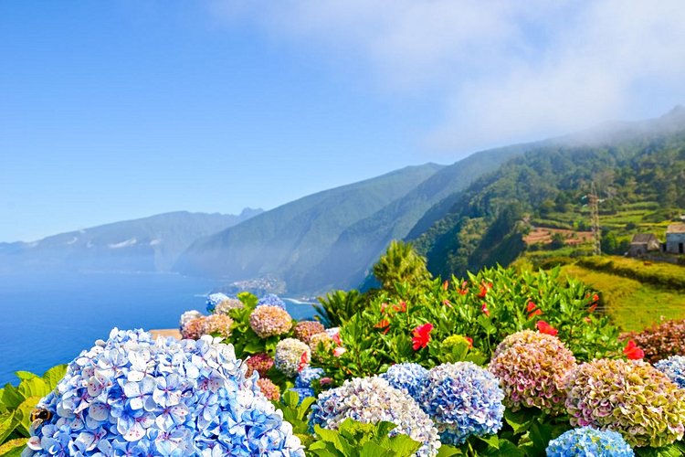 Hortensias